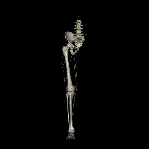 Lower limb (Lymphatic system), anterior view