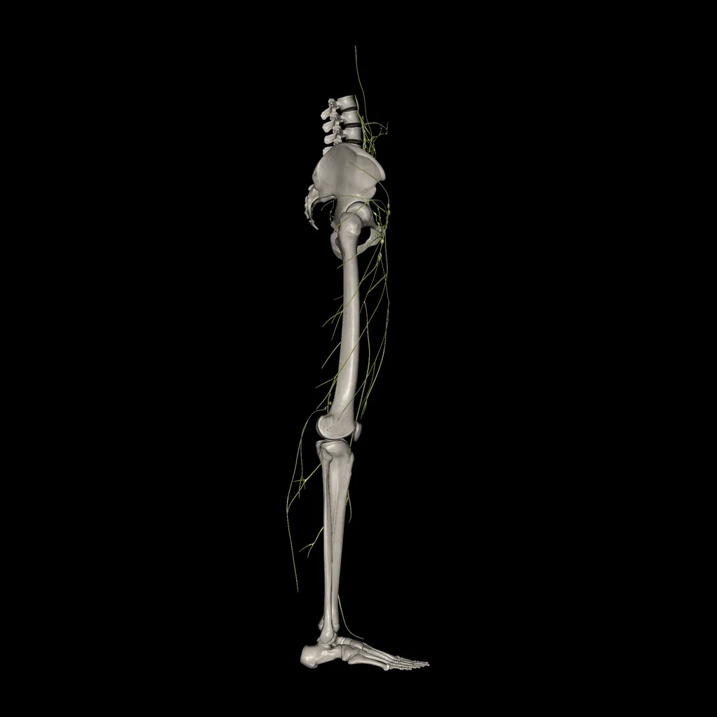 Lower limb (Lymphatic system), lateral view