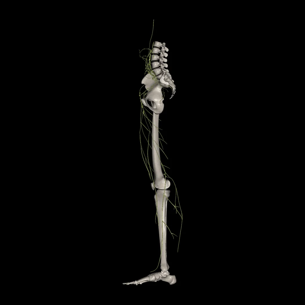Lower limb (Lymphatic system), medial view