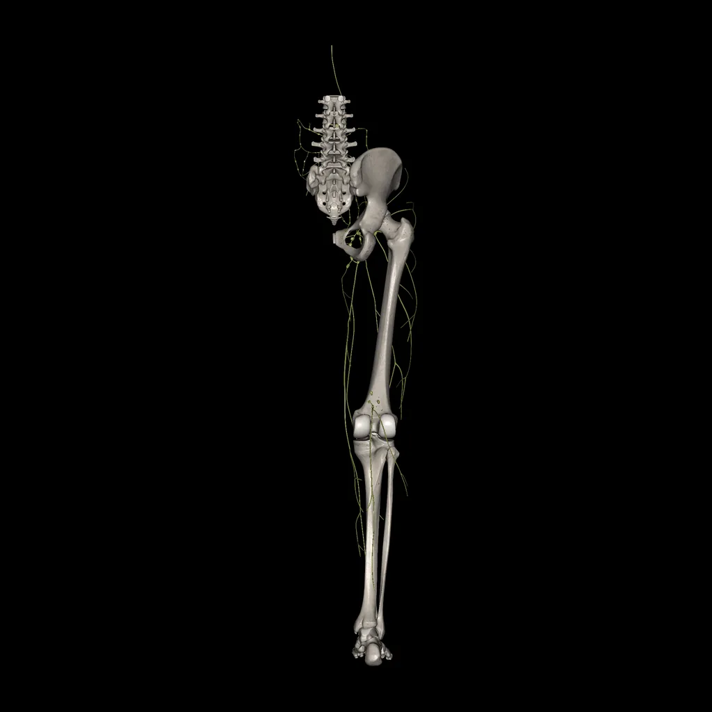 Lower limb (Lymphatic system), posterior view