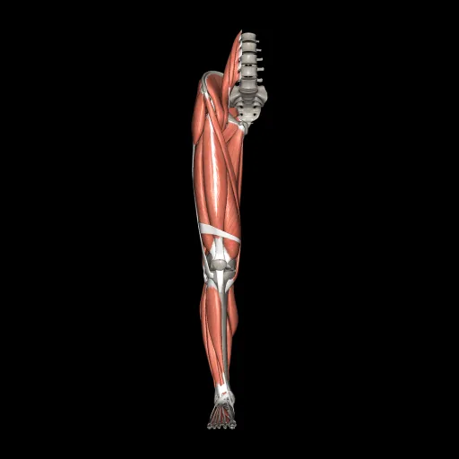 Lower limb (Muscles and bones), anterior view