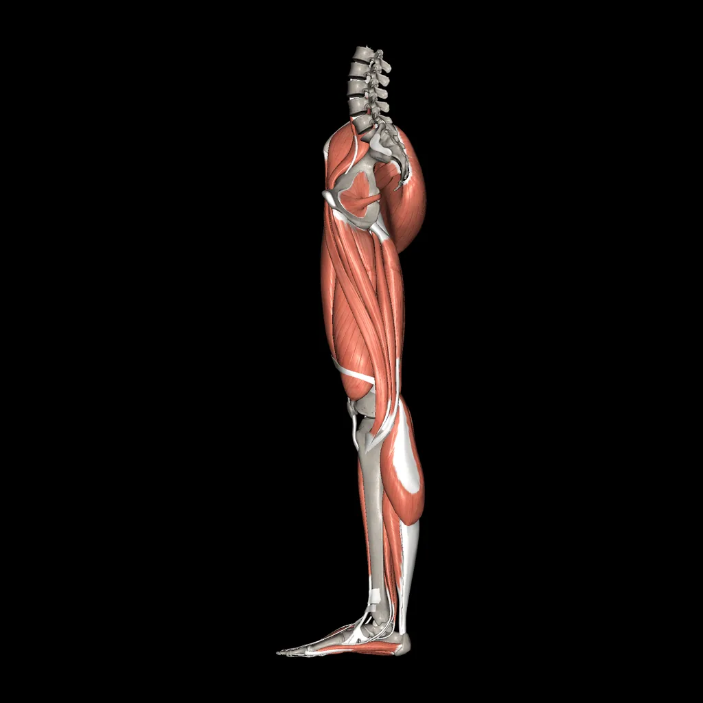 Lower limb (Muscles and bones), medial view