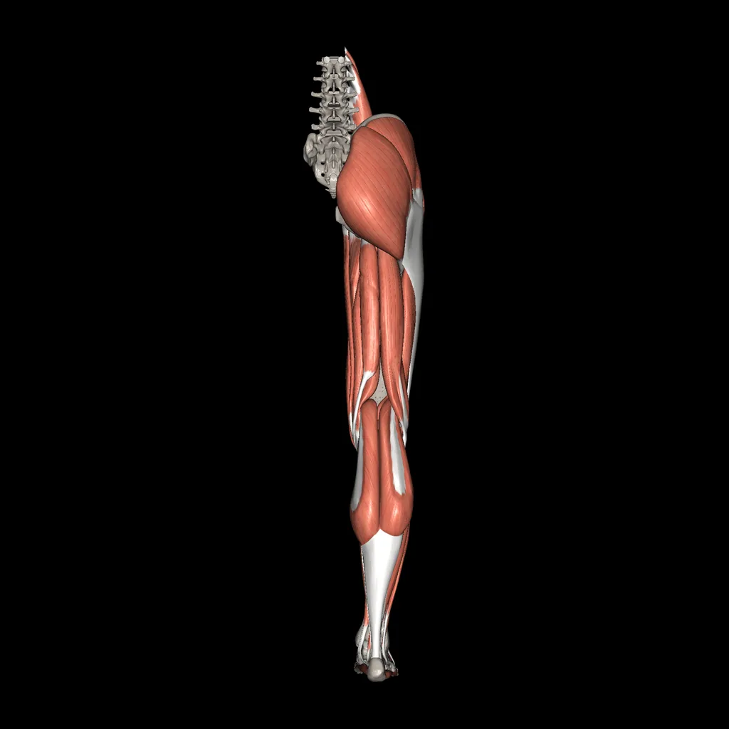 Lower limb (Muscles and bones), posterior view
