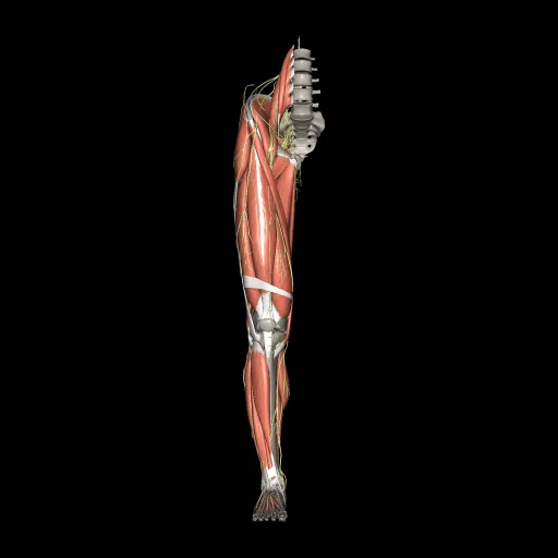 Lower limb (Nerves and muscles), anterior view