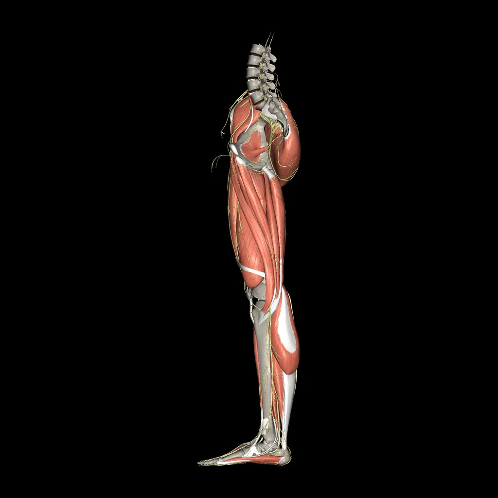 Lower limb (Nerves and muscles), medial view