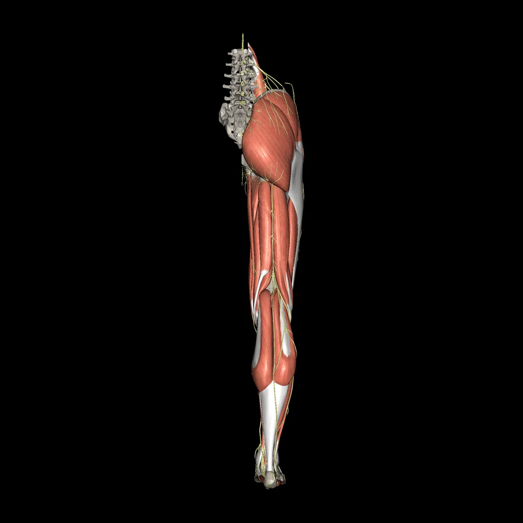 Lower limb (Nerves and muscles), posterior view