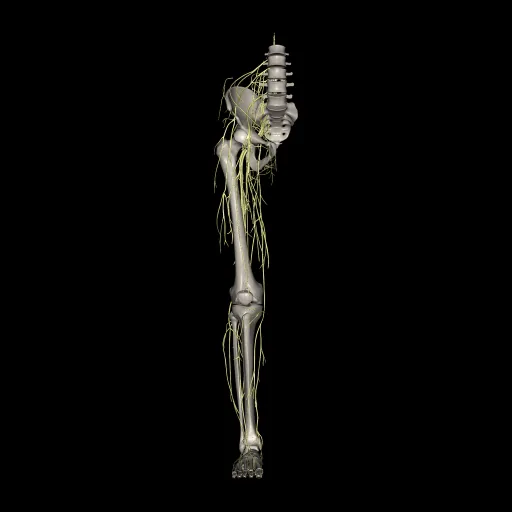 Lower limb (Nerves), anterior view