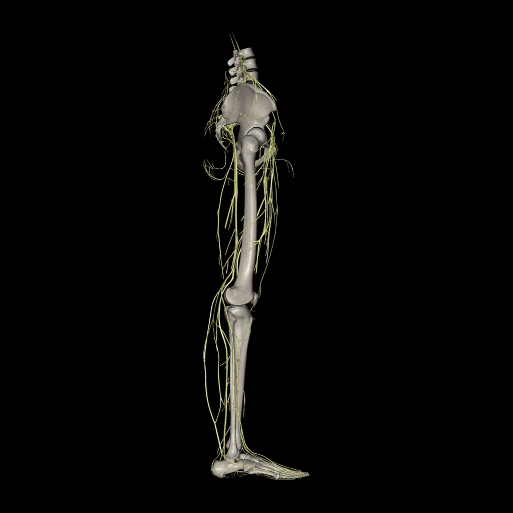 Lower limb (Nerves), lateral view