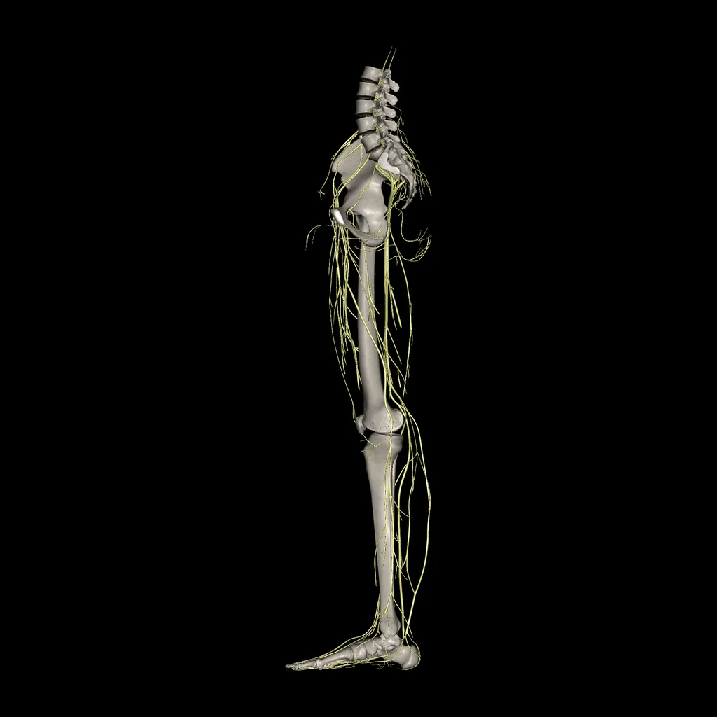 Lower limb (Nerves), medial view