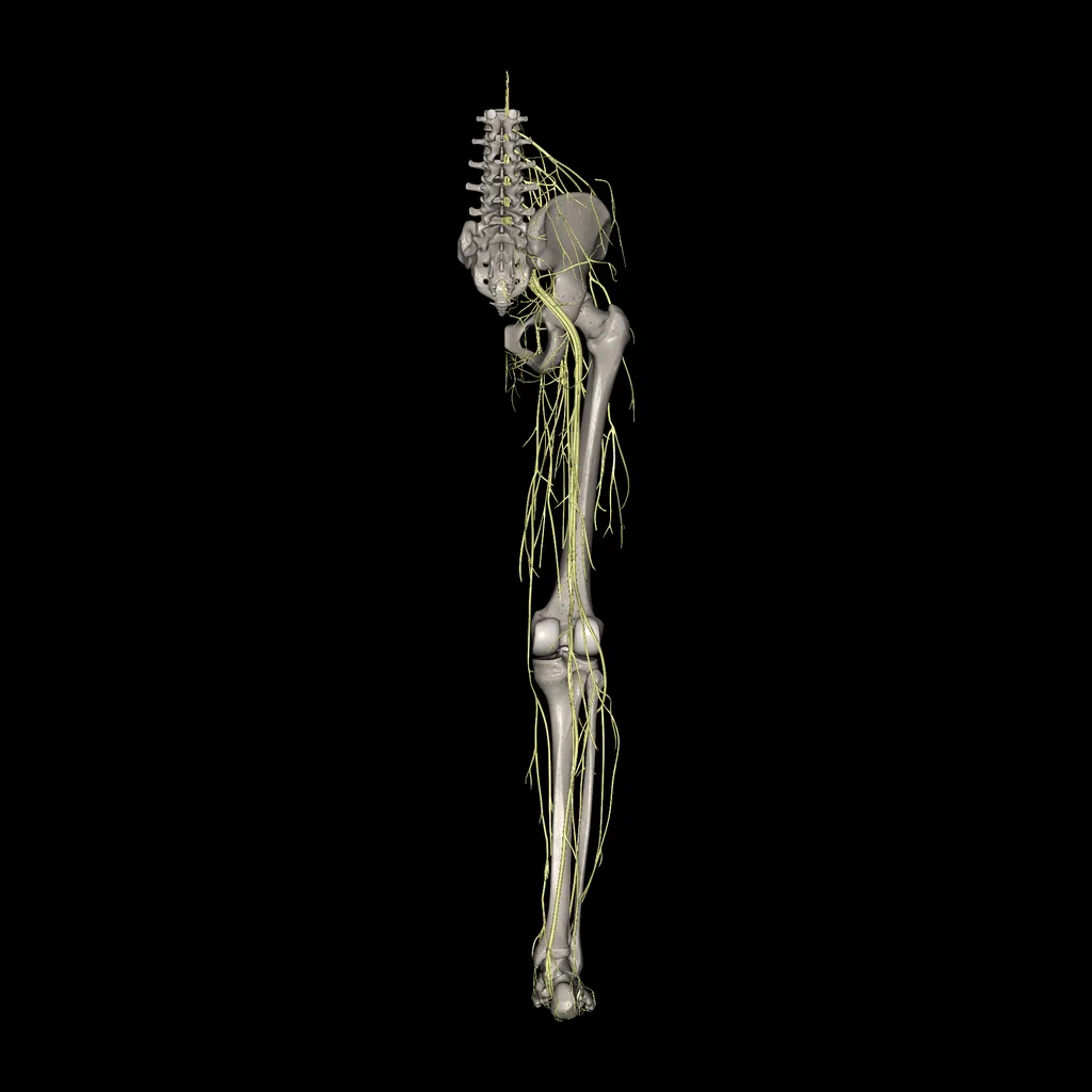 Lower limb (Nerves), posterior view