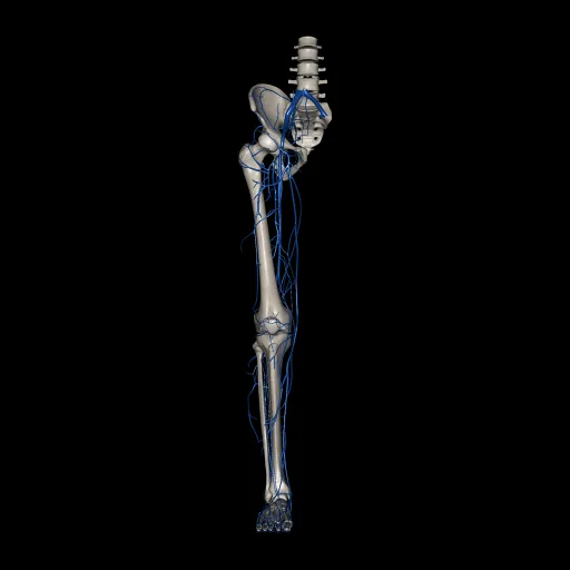 Lower limb (Veins), anterior view