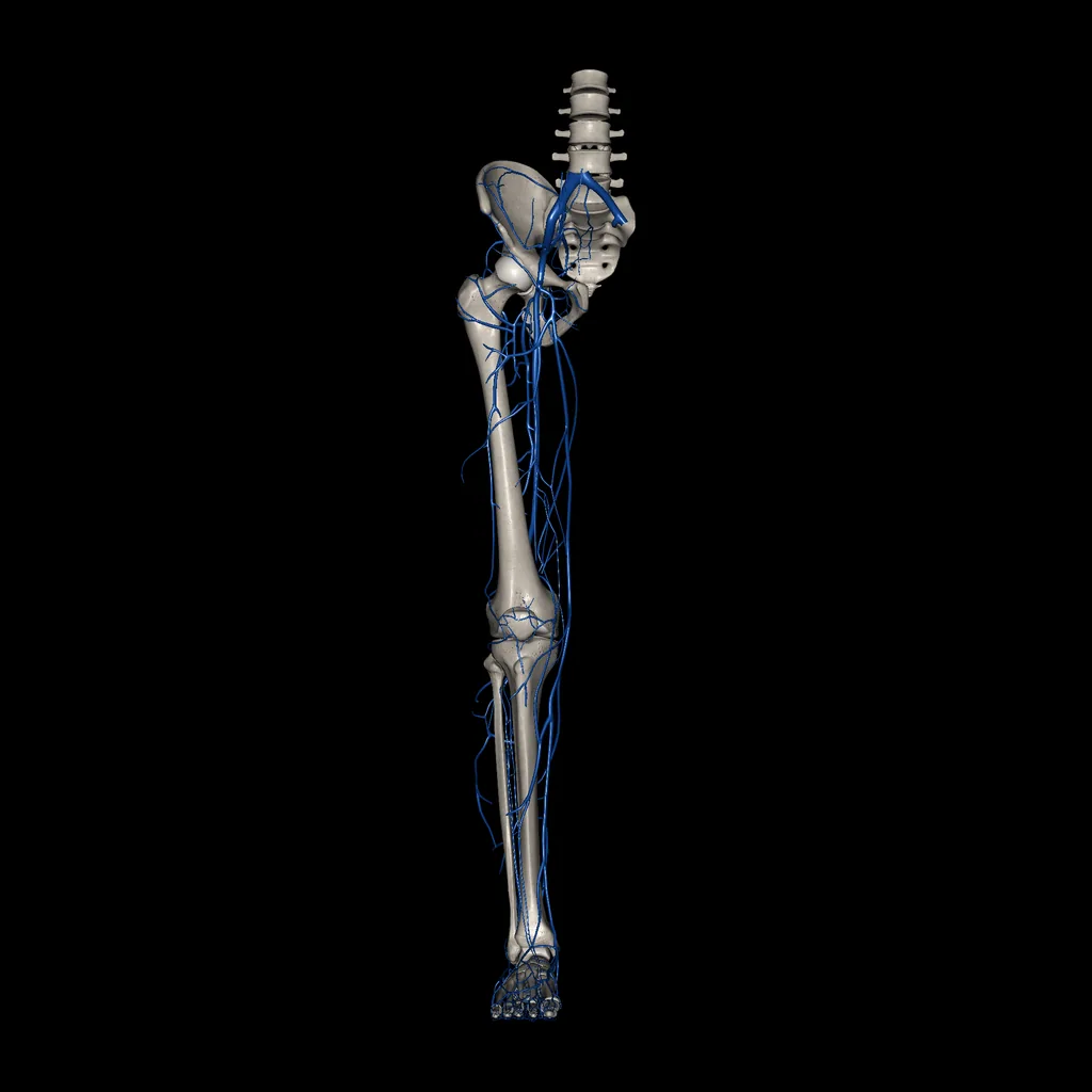 Lower limb (Veins), anterior view