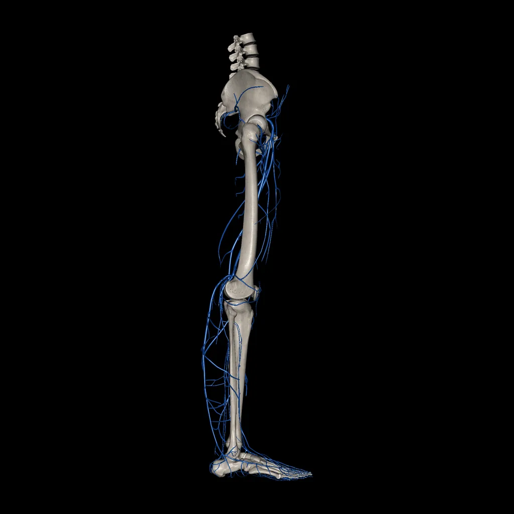 Lower limb (Veins), lateral view
