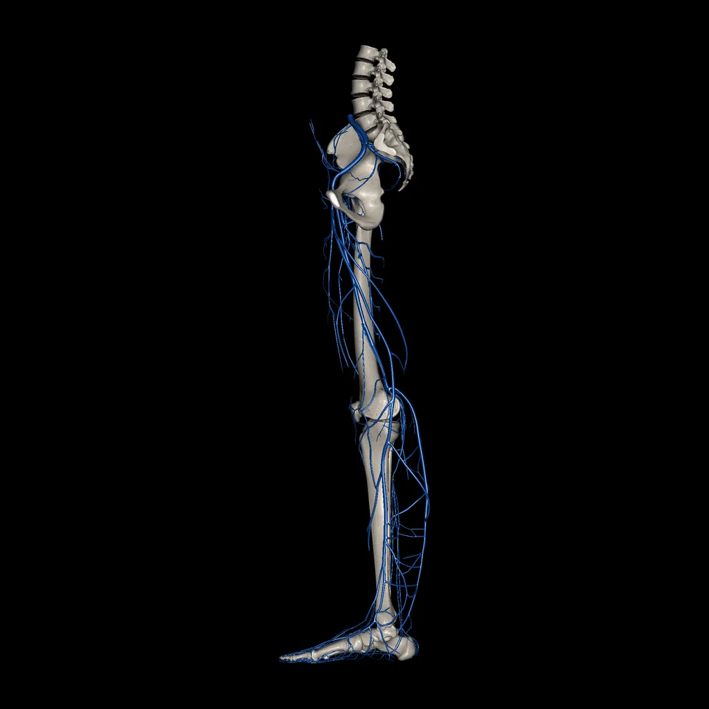 Lower limb (Veins), medial view