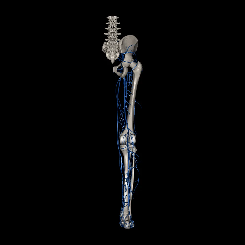Lower limb (Veins), posterior view