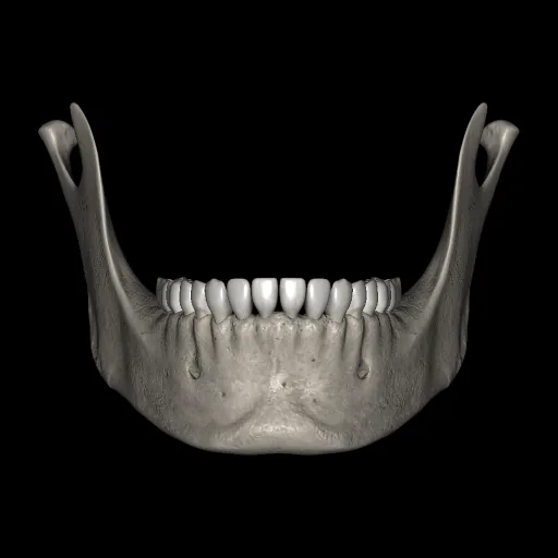Mandible, anterior view