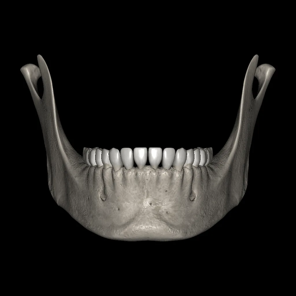 Mandible, anterior view