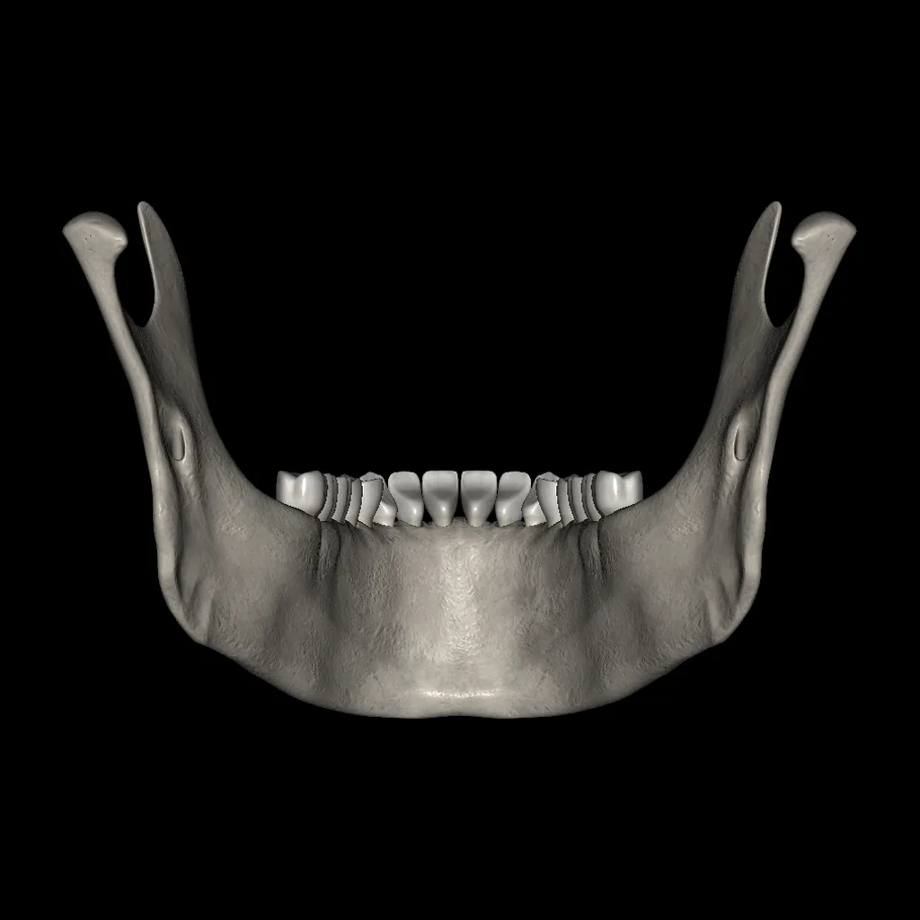Mandible, posterior view