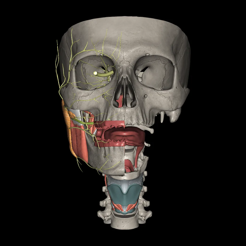 Oral cavity, anterior view