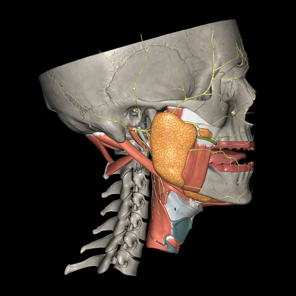 Oral cavity, lateral view