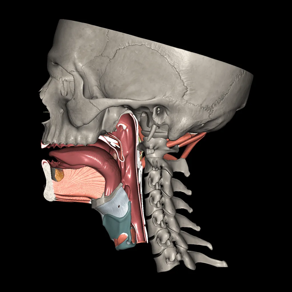 Oral cavity, medial view