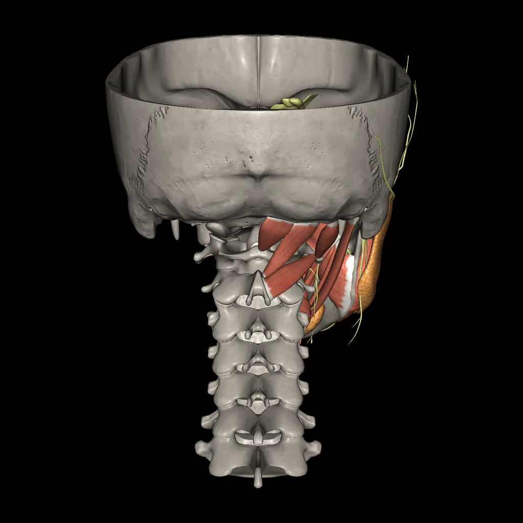 Oral cavity, posterior view