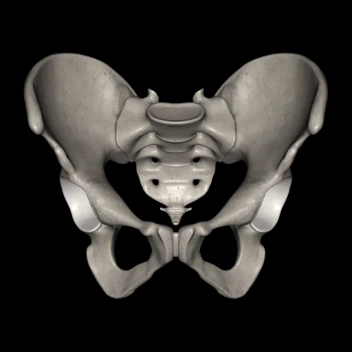 Pelvis, anterior view