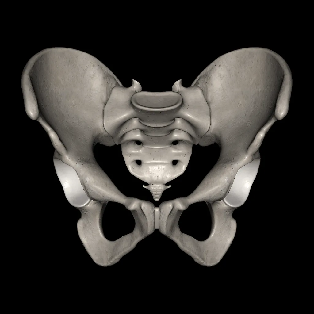Pelvis, anterior view