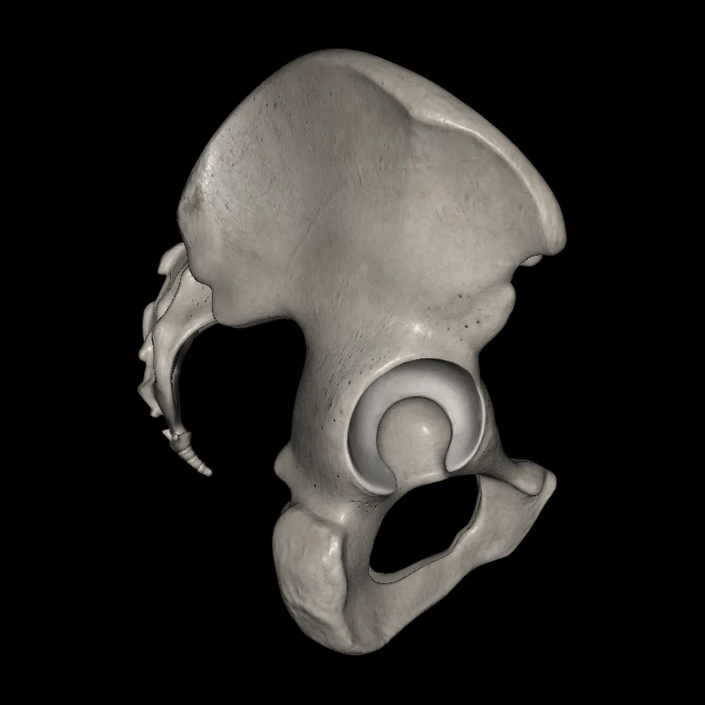 Pelvis, lateral view