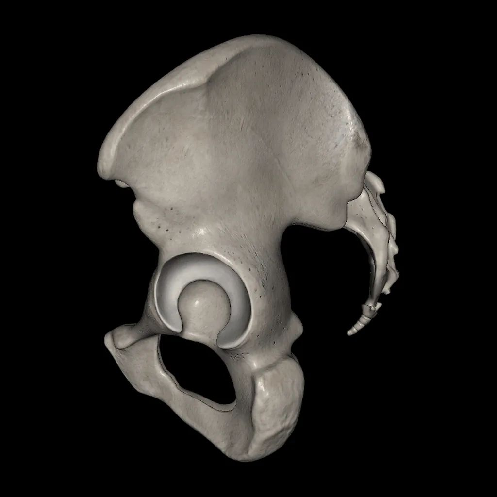 Pelvis, medial view