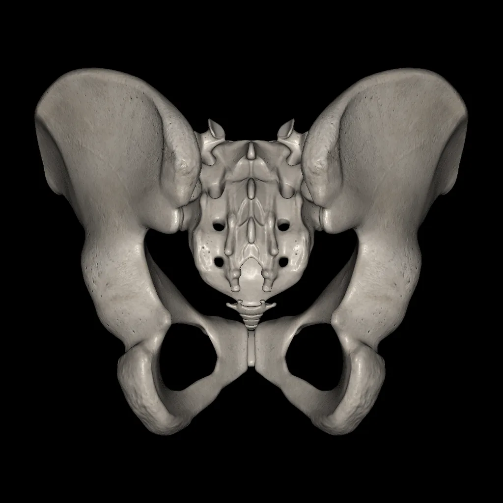 Pelvis, posterior view