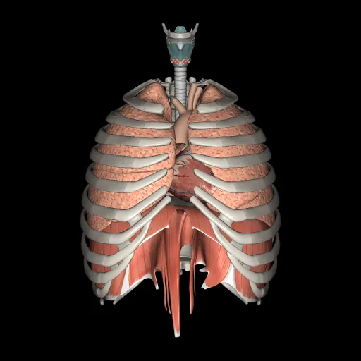 Respiratory system, anterior view