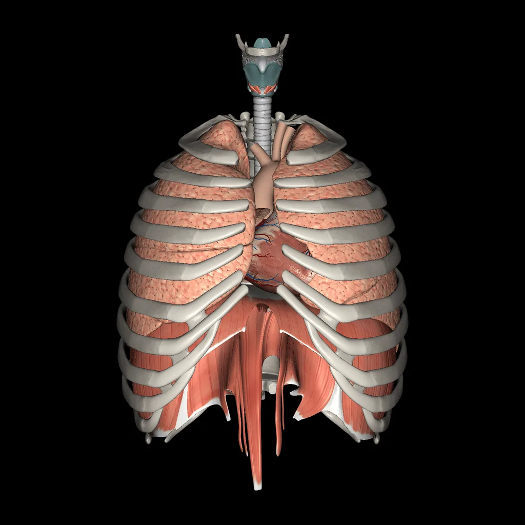 Respiratory system, anterior view