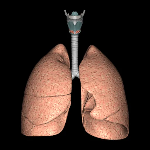 Respiratory system (Isolated), anterior view
