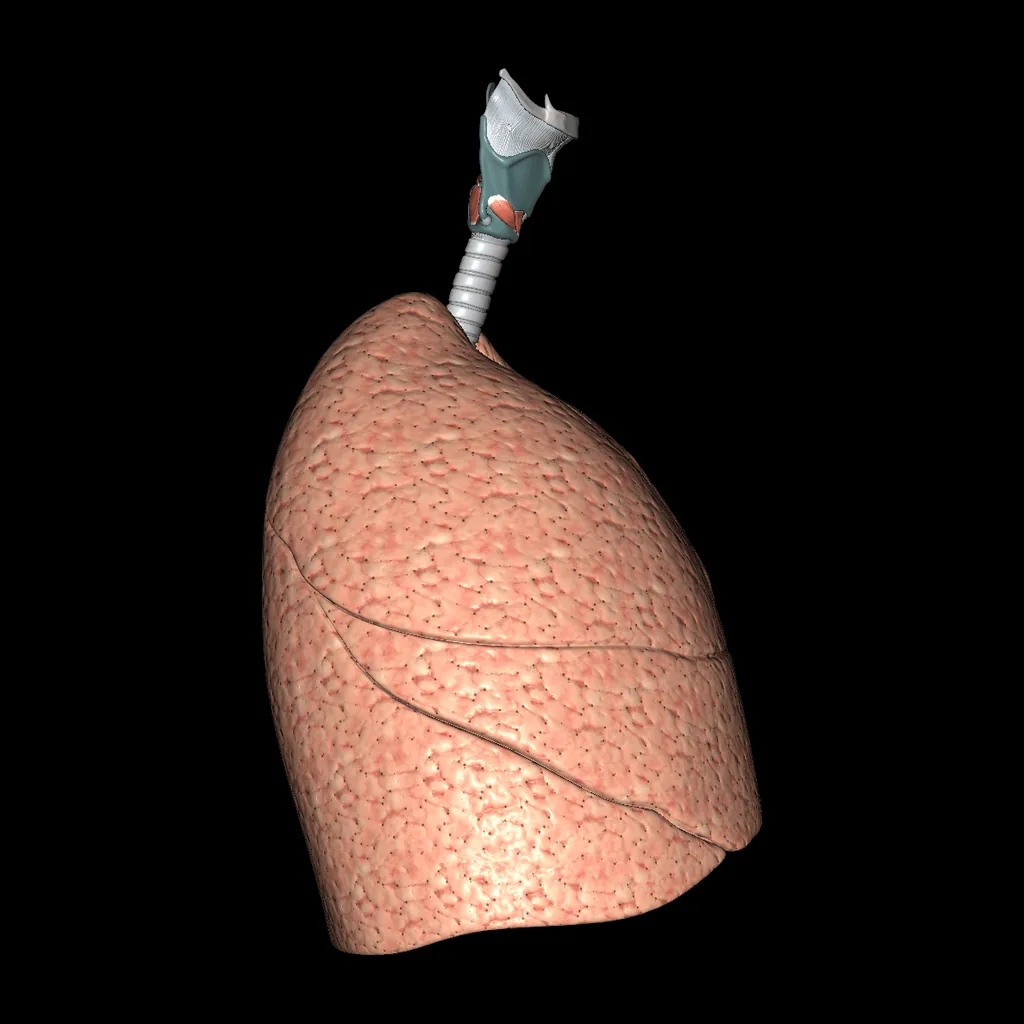 Respiratory system (Isolated), lateral view
