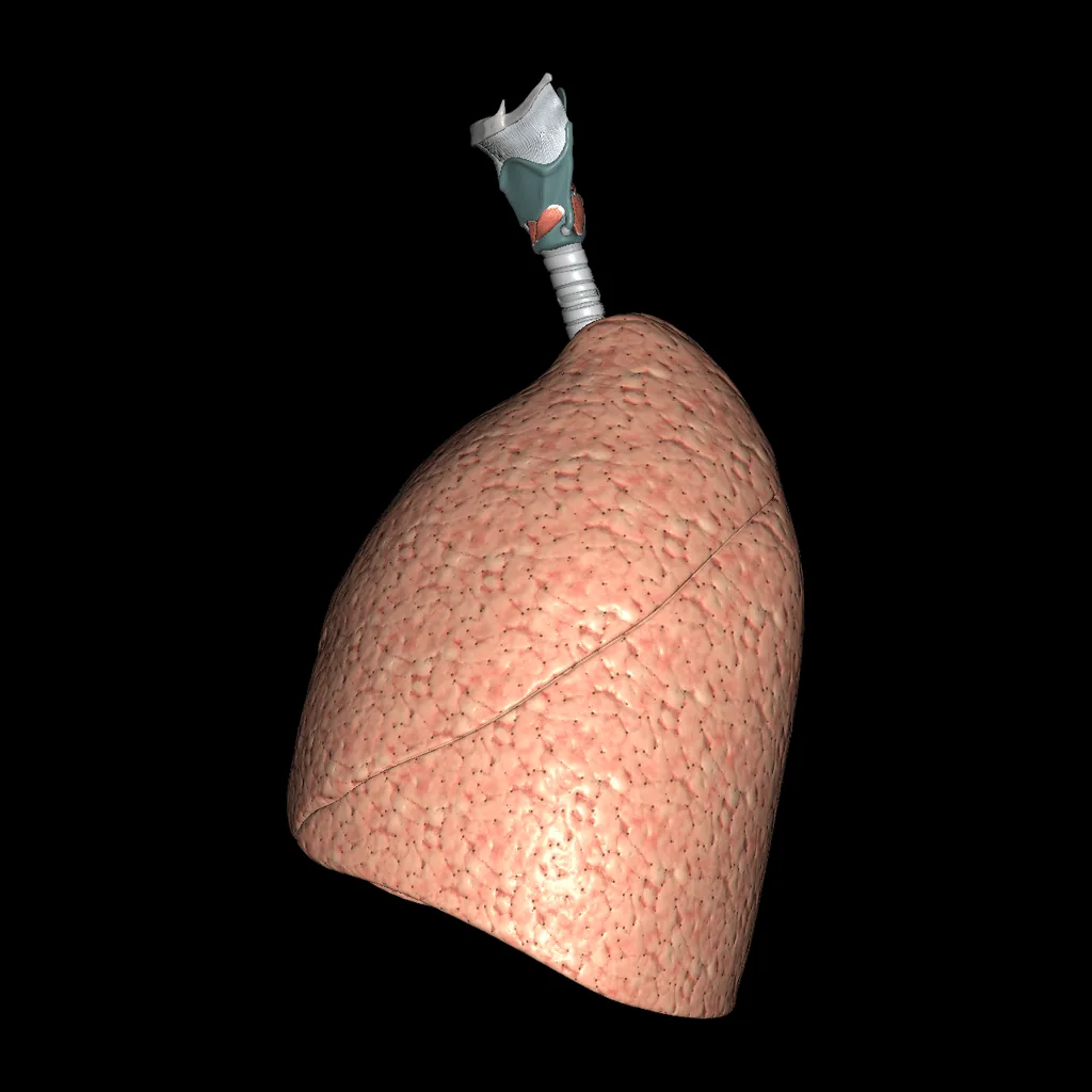 Respiratory system (Isolated), medial view
