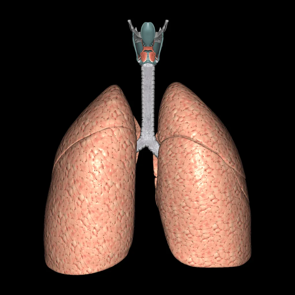 Respiratory system (Isolated), posterior view