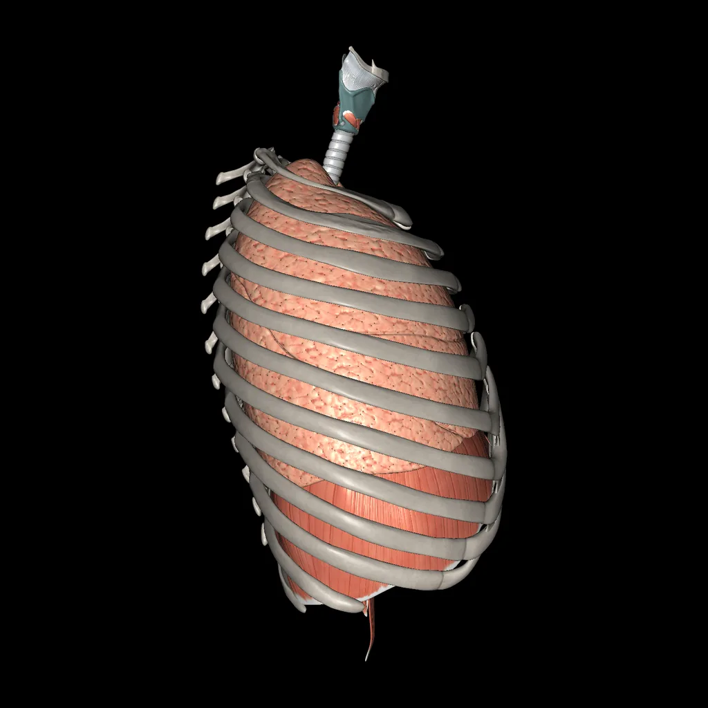 Respiratory system, lateral view