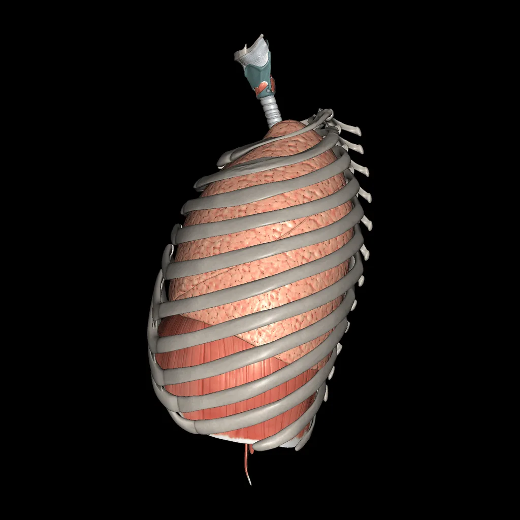 Respiratory system, medial view