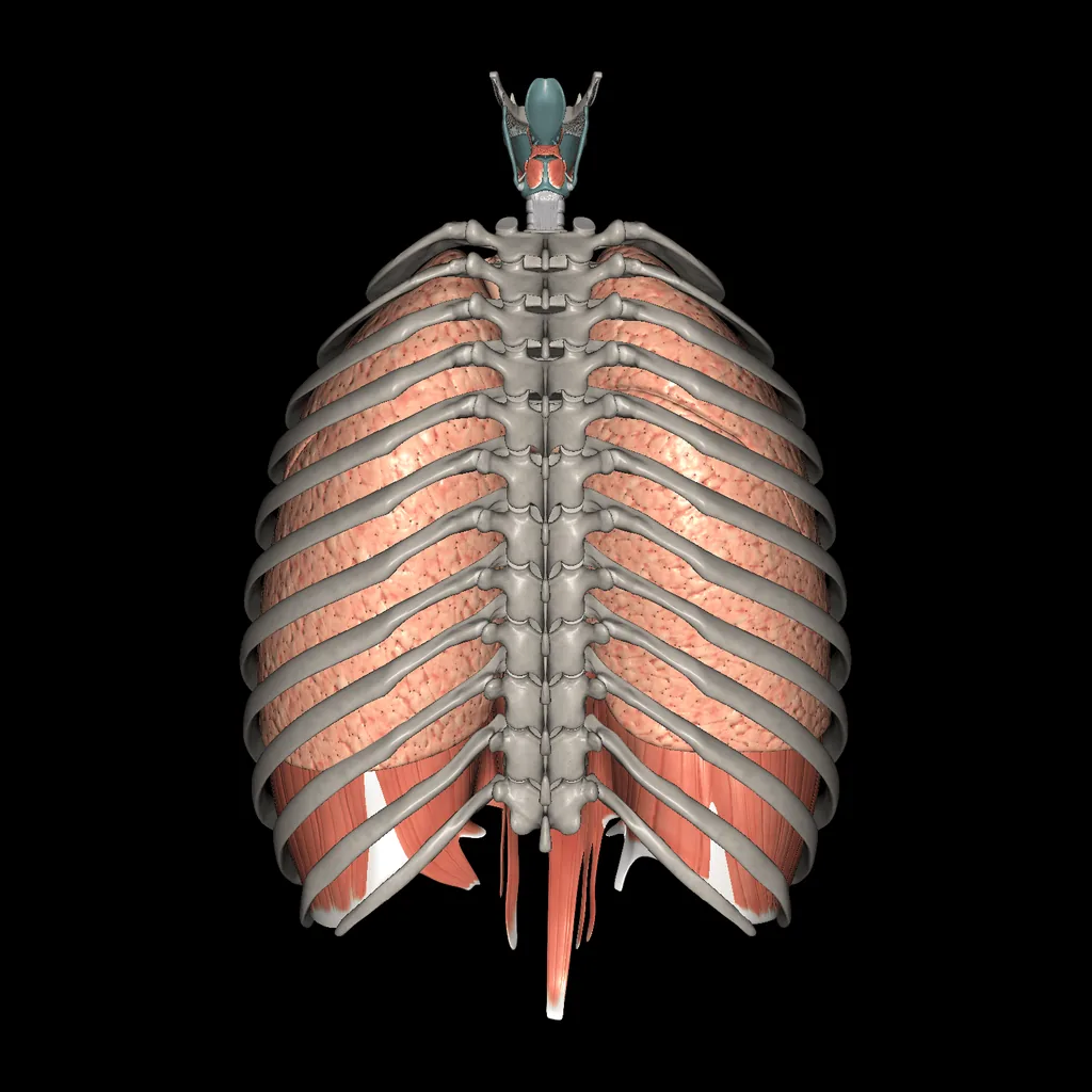 Respiratory system, posterior view