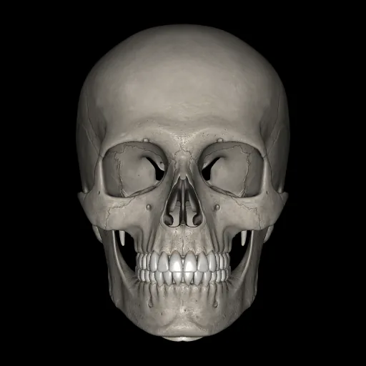 Skull, anterior view