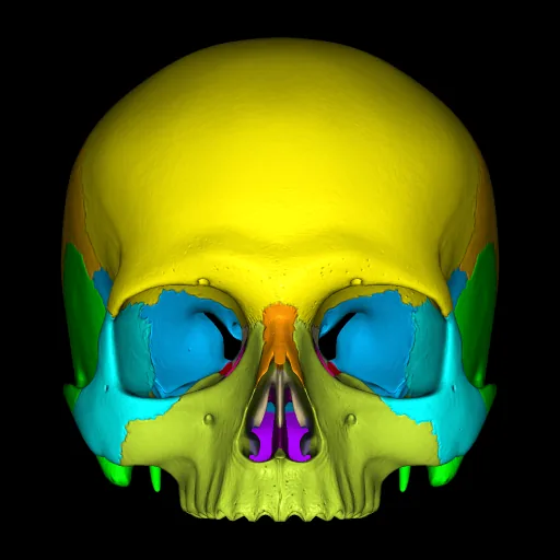 Skull (Colored), anterior view