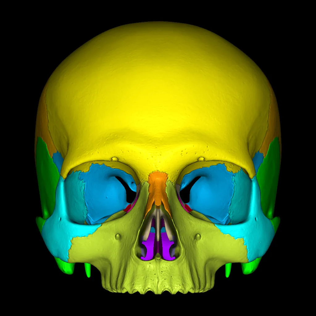 Skull (Colored), anterior view