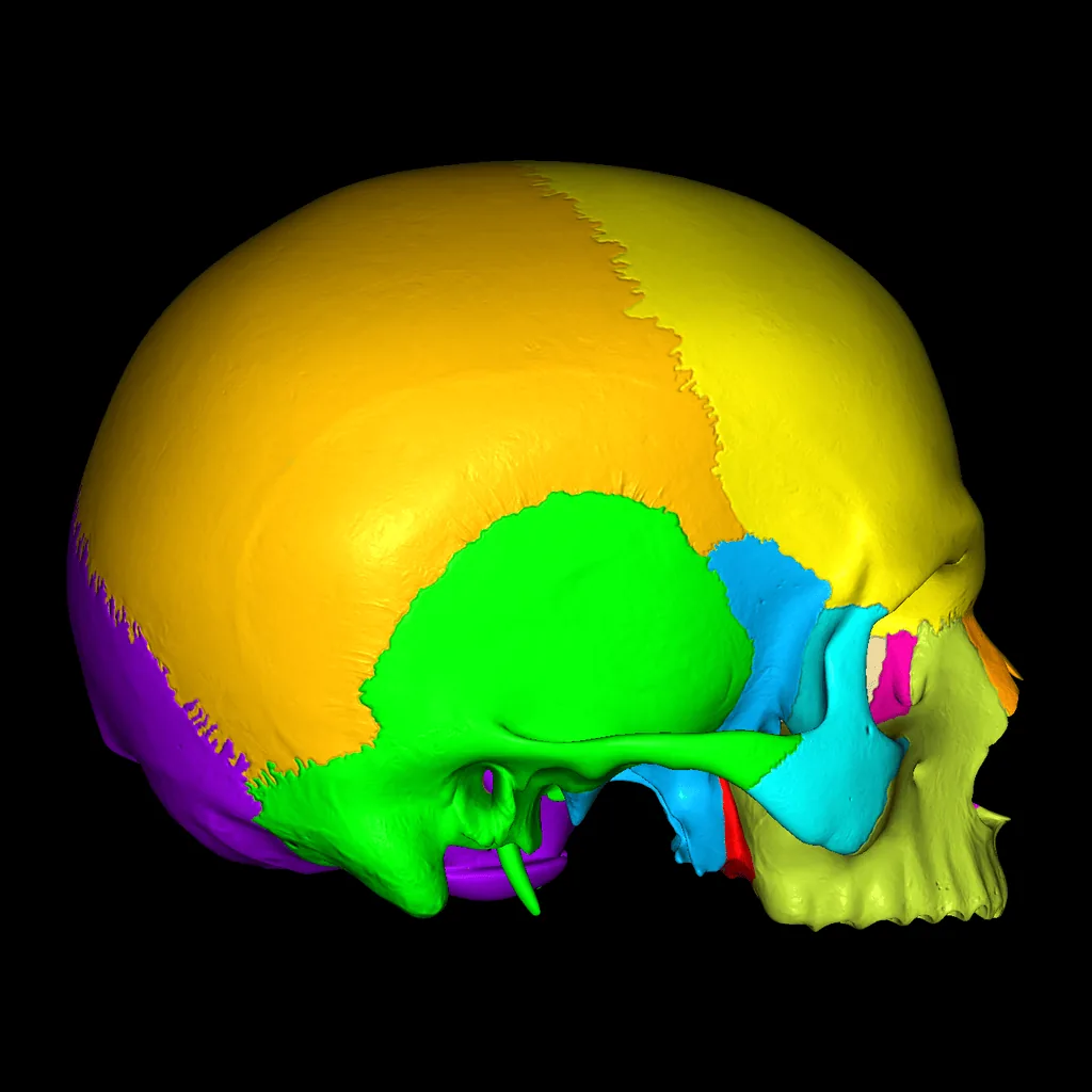 Skull (Colored), lateral view