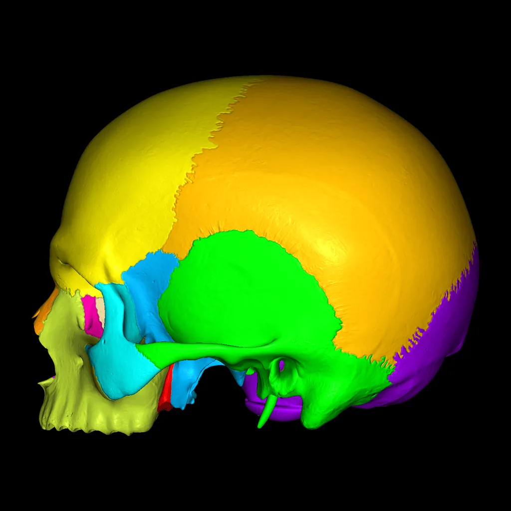 Skull (Colored), medial view