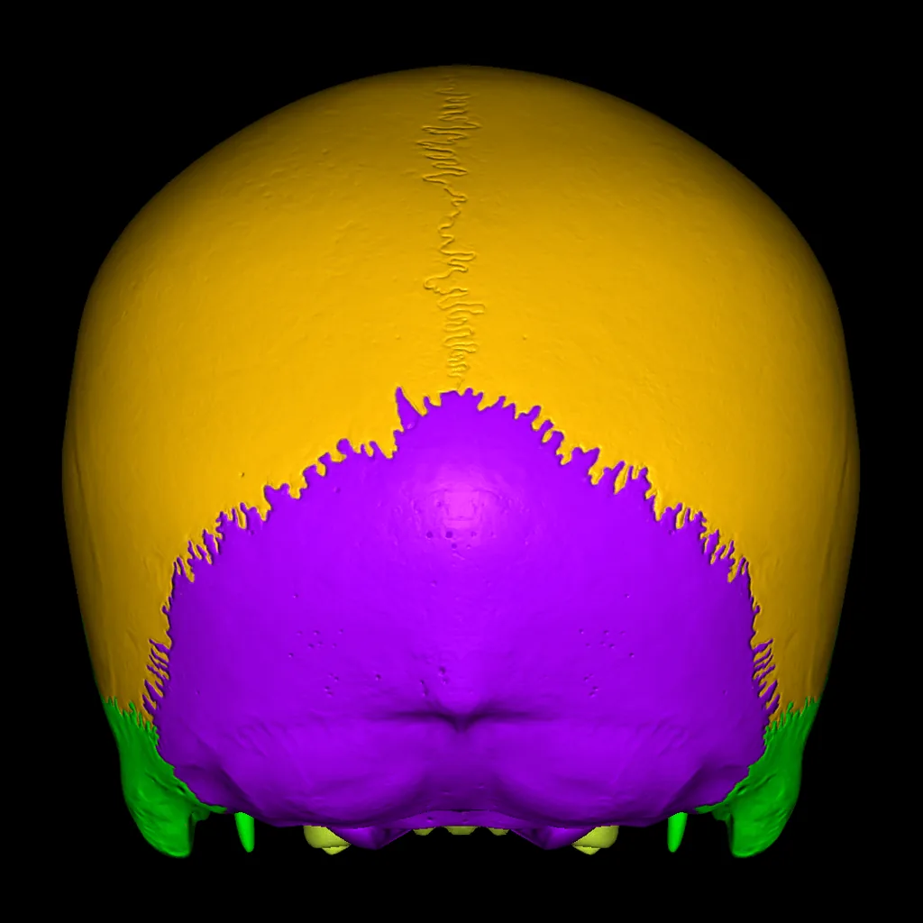 Skull (Colored), posterior view