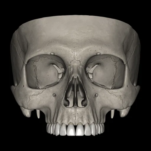 Skull (Cranial base), anterior view