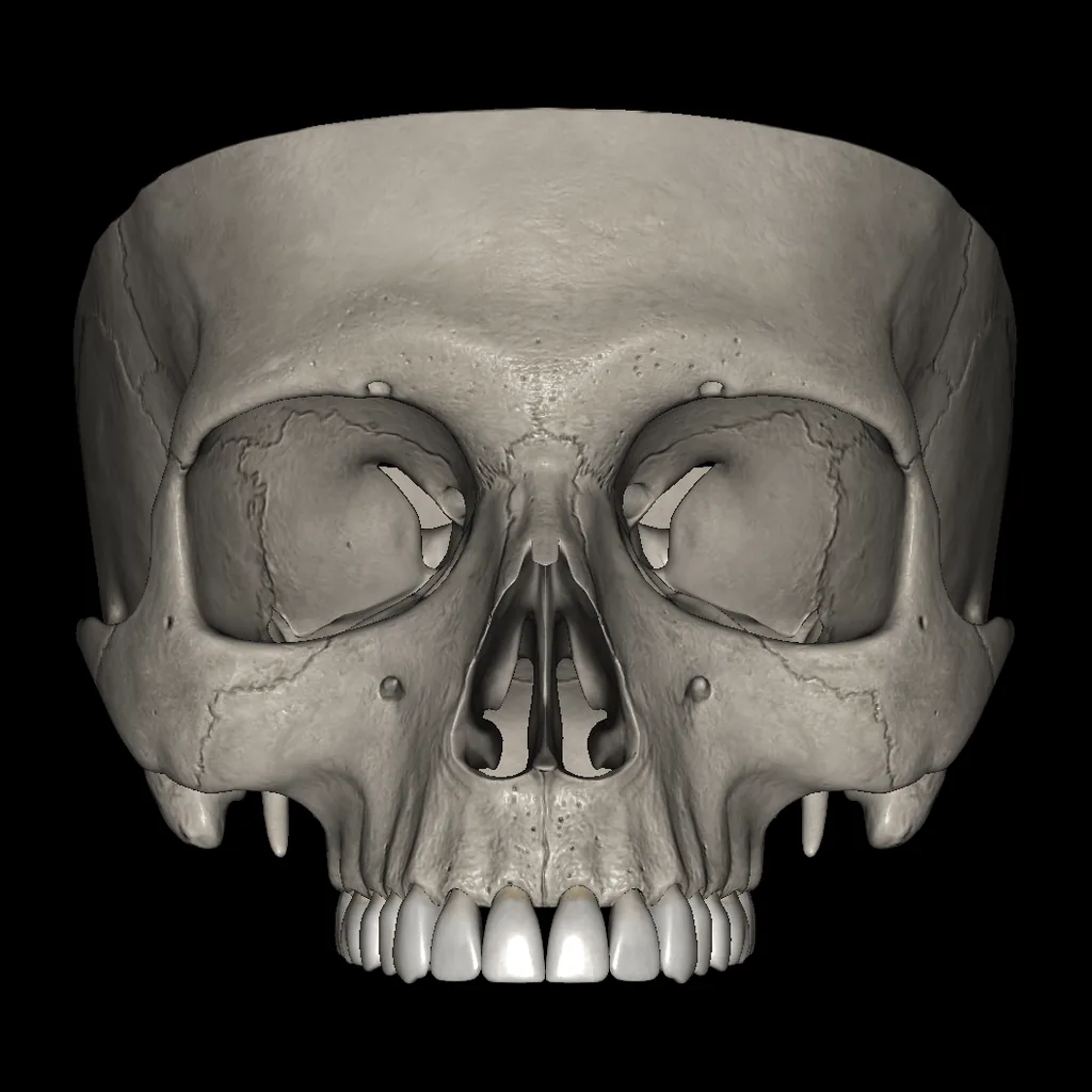 Skull (Cranial base), anterior view