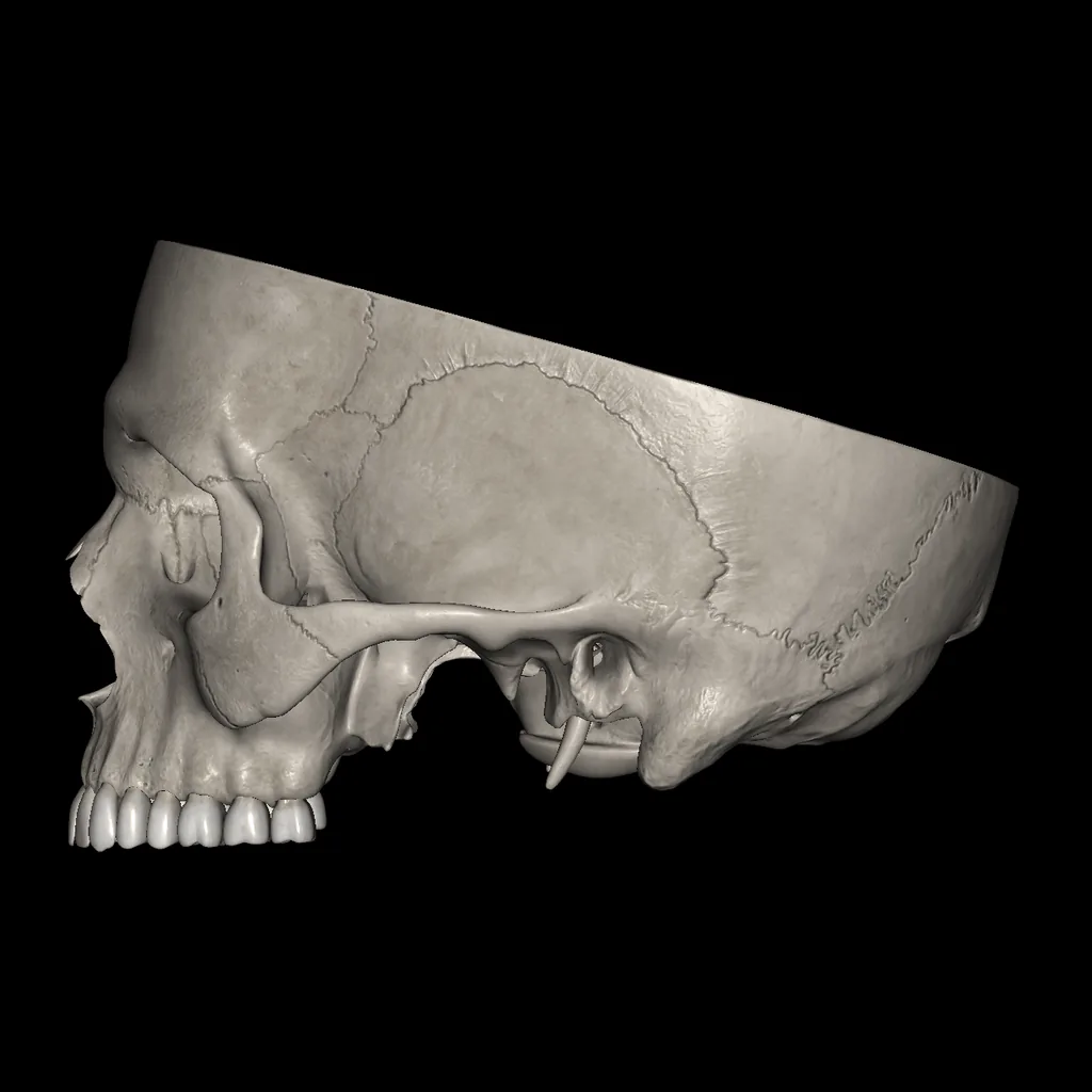 Skull (Cranial base), medial view