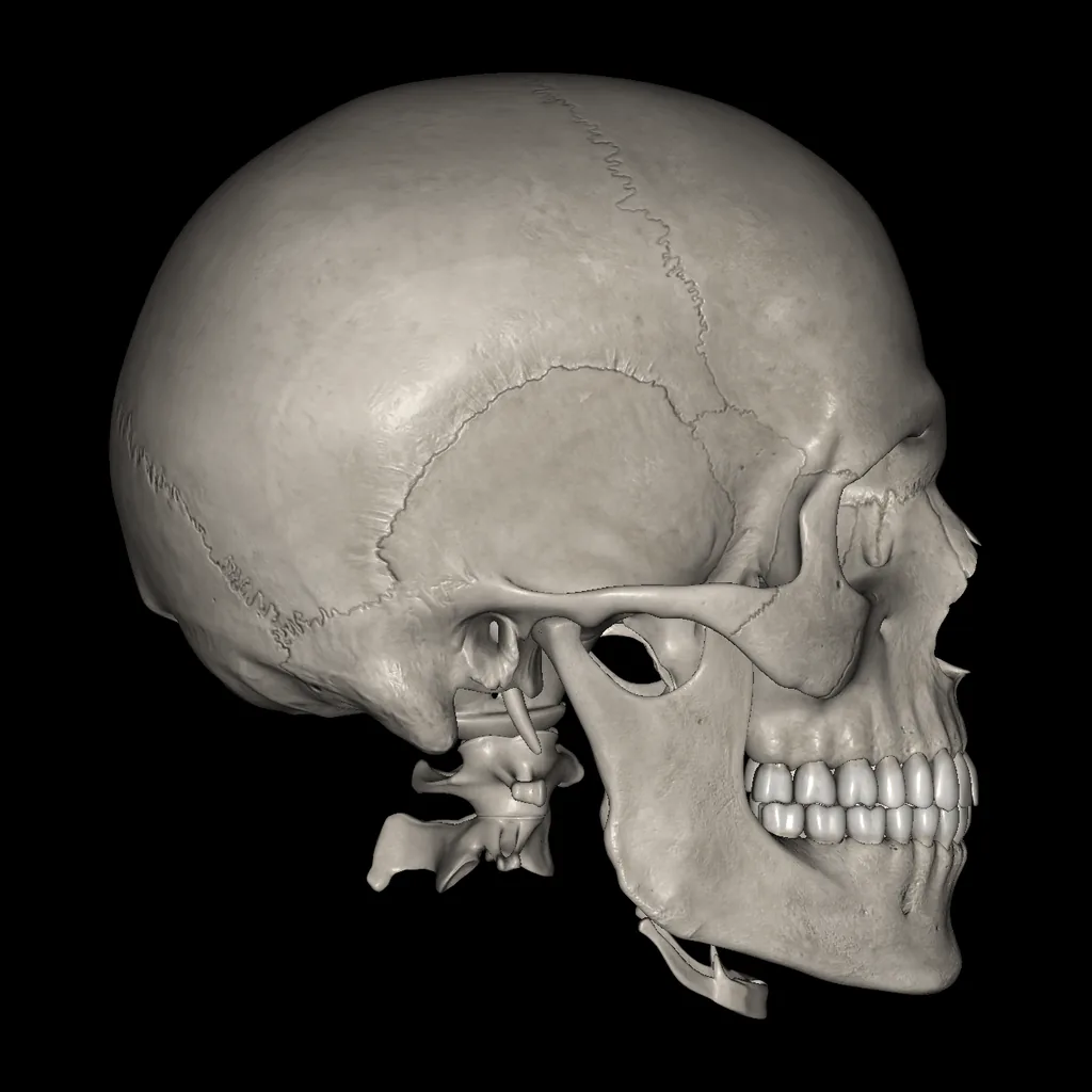 Skull, lateral view